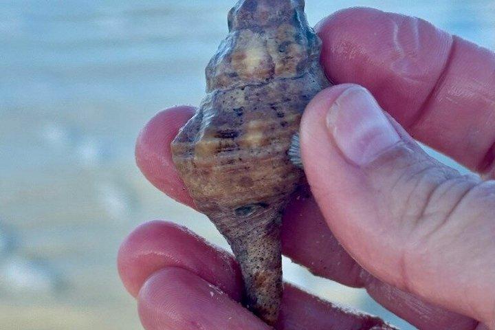 イルカと貝殻を含む2.5時間のシェルキーアイランドアドベンチャー