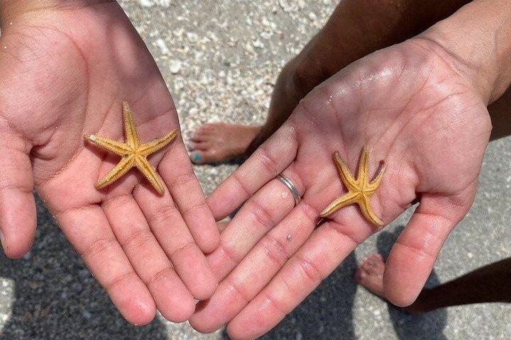 イルカと貝殻を含む2.5時間のシェルキーアイランドアドベンチャー