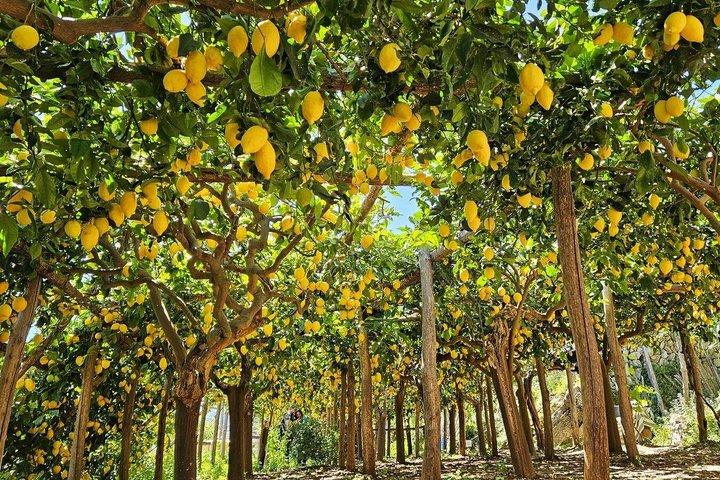 Excursión a la Costa Amalfitana, visita a Amalfi, tour de limones y experiencia de degustación.