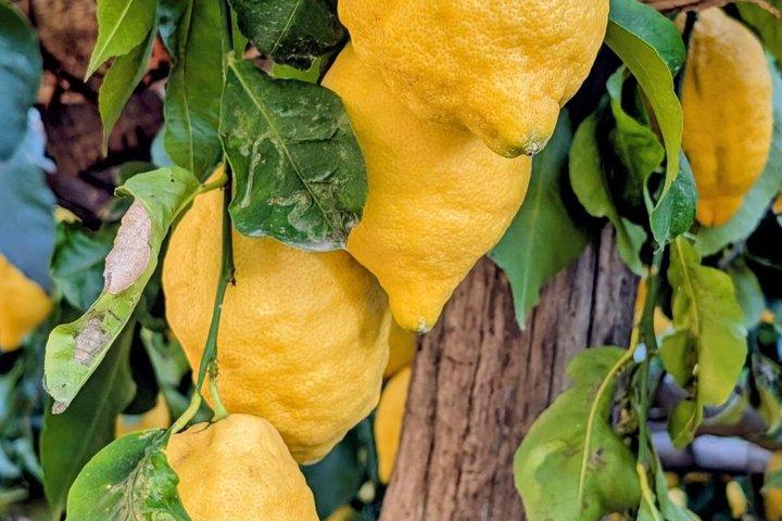 Excursión a la Costa Amalfitana, visita a Amalfi, tour de limones y experiencia de degustación.