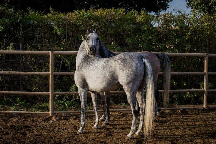 乗馬＆キャメルビーチ,砂漠,スイム,サンライズ＆サンセット-フルガダ