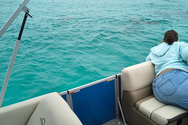 Exciting Private Dolphin Excursion to Shell Island 90 Minutes
