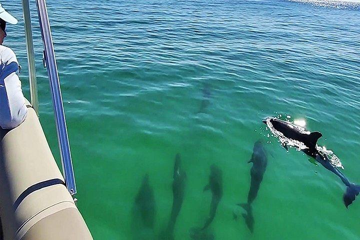 2 Hour Private Dolphin Tour at Panama City Beach