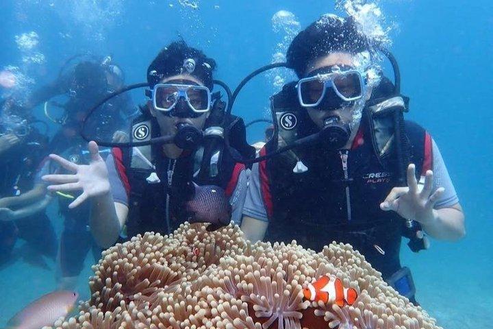 紅海一日ダイビング（送迎付き）とランチフルガダ