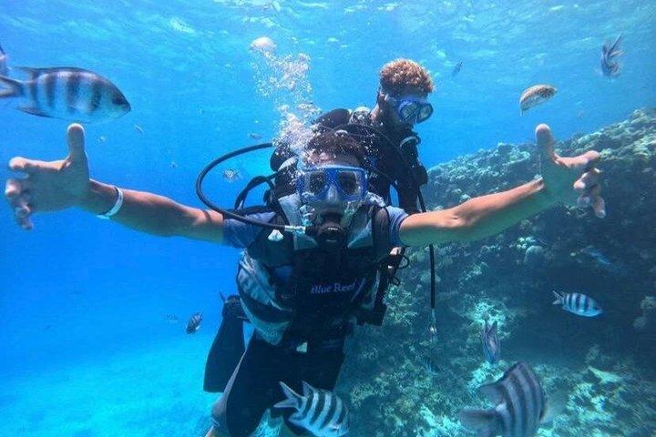 紅海一日ダイビング（送迎付き）とランチフルガダ