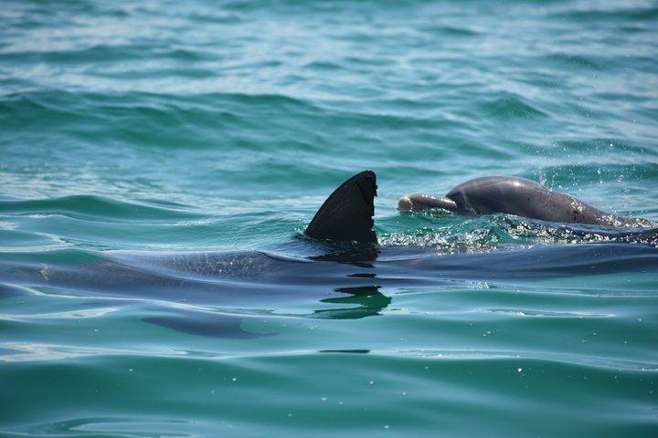 2 Hour Jet Ski Dolphin Tour to Shell Island