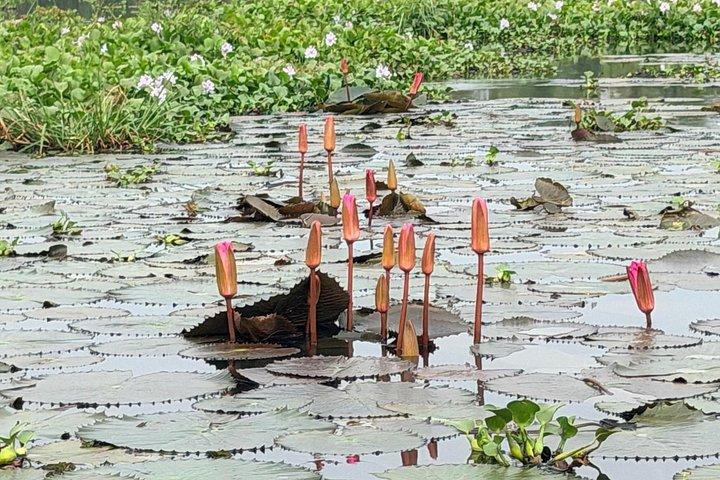 高知 ： 「 しからクルーズ」で行くくまらこむ日帰り旅行＆その他