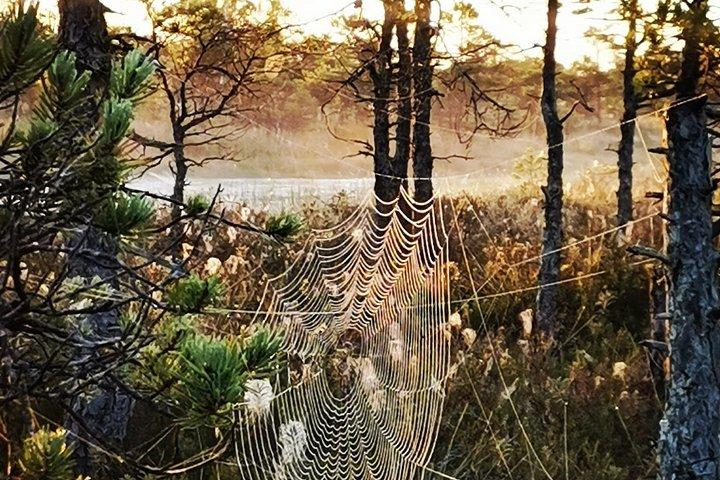 ケメリ国立公園ボグウォーキングコース（ジュルマラプライベートツアー付き）