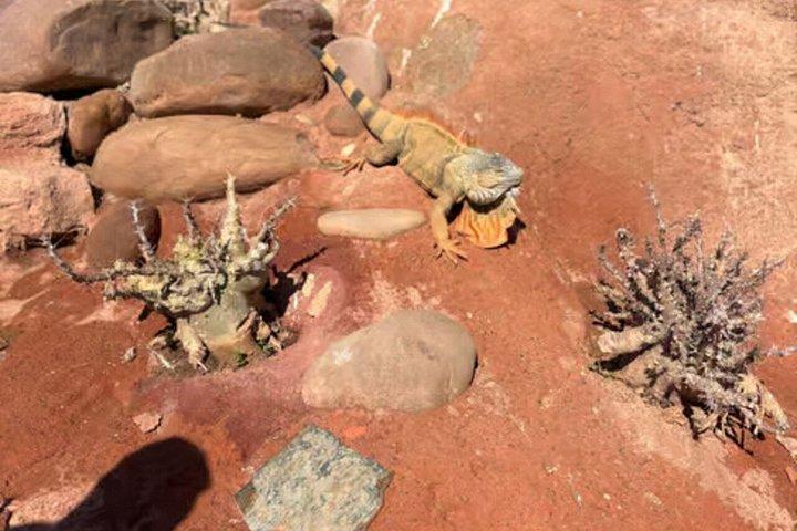 Crocoparc And Tree-Climbing Goats Half-Day Tour from Agadir