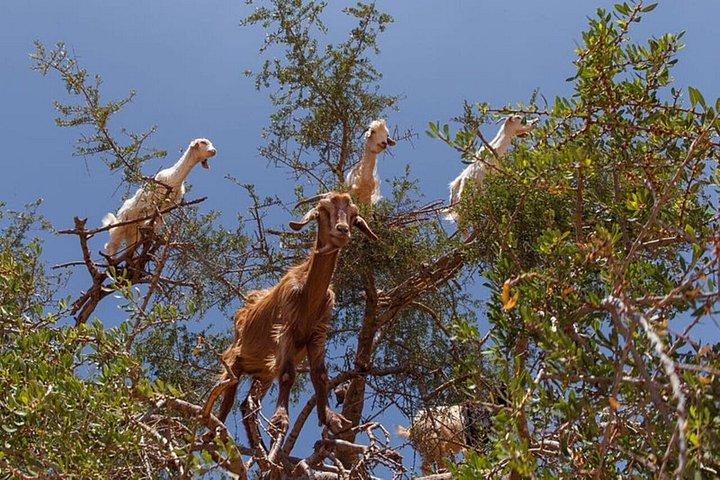Crocoparc And Tree-Climbing Goats Half-Day Tour from Agadir
