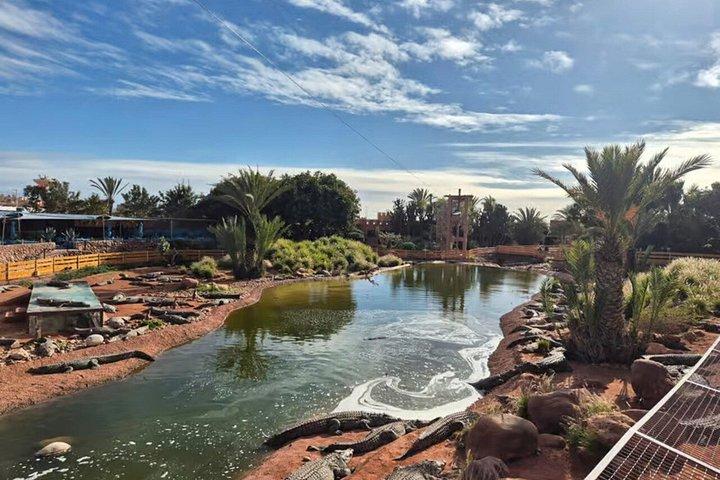 Crocoparc And Tree-Climbing Goats Half-Day Tour from Agadir