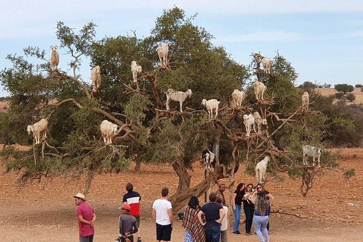 Crocoparc And Tree-Climbing Goats Half-Day Tour from Agadir