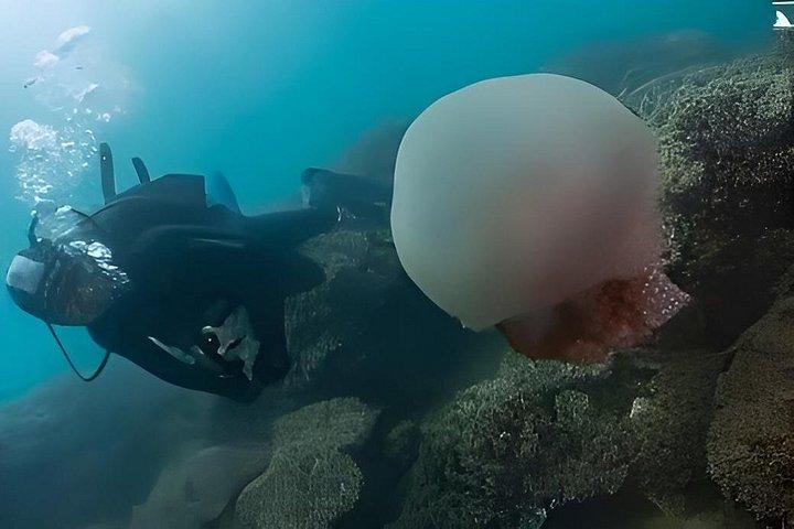 Cham Island Fun Dive Escape from Danang