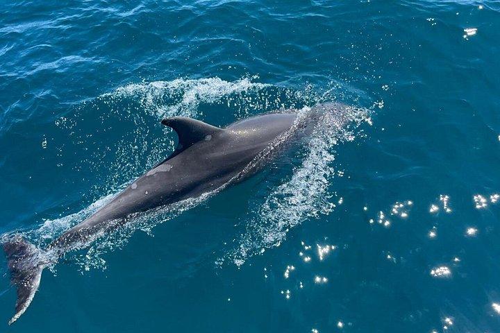 Eco-Dolphin Expedition in La Duquesa - Intimate Navigation and Cava