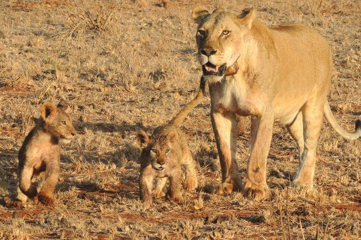 2 Tage Safari nach Tsavo East ab Diani Beach