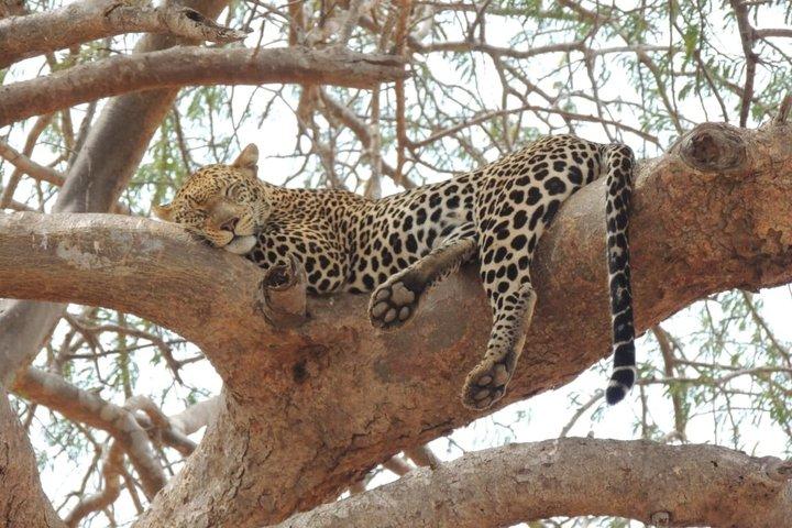 2 Días de Safari a Tsavo Este Desde Diani Beach