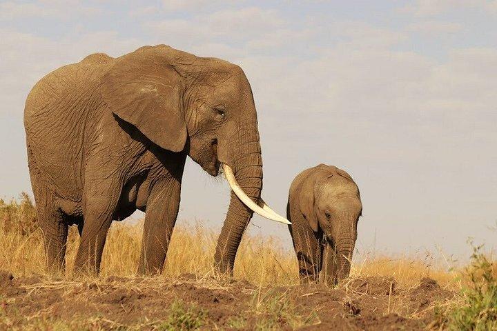 オル・ペジェータ保護日帰りツアーサイとチンパンジーを見る