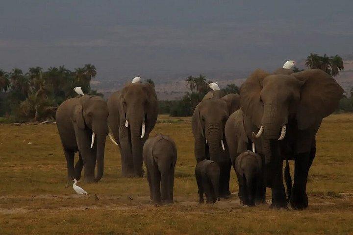 オル・ペジェータ保護日帰りツアーサイとチンパンジーを見る