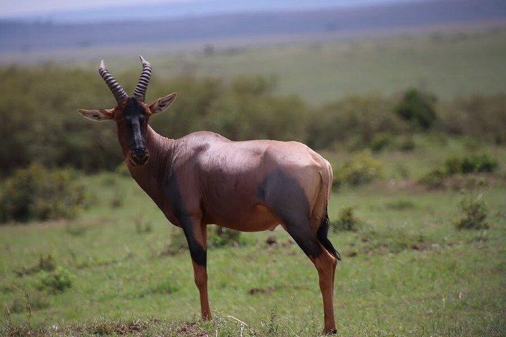 オル・ペジェータ保護日帰りツアーサイとチンパンジーを見る