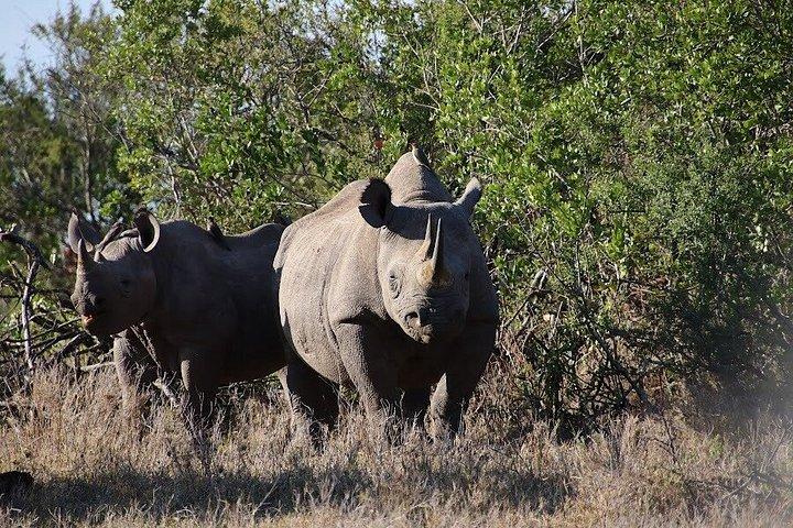 オル・ペジェータ保護日帰りツアーサイとチンパンジーを見る