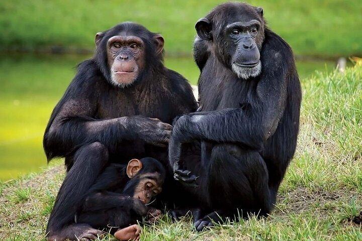 オル・ペジェータ保護日帰りツアーサイとチンパンジーを見る