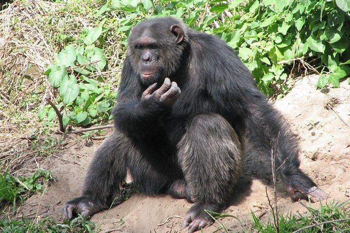 オル・ペジェータ保護日帰りツアーサイとチンパンジーを見る