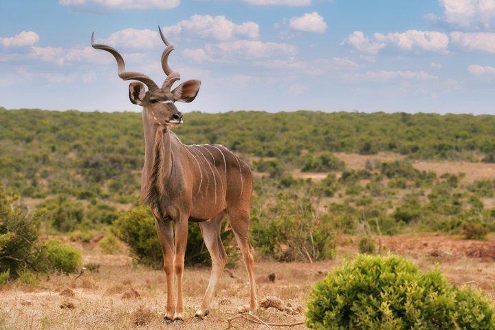 アドゾウ国立公園半日ガイド付きサファリ