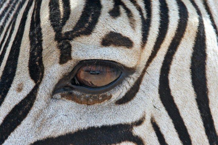 Halvdags guidad safari i Addo Elephant National Park