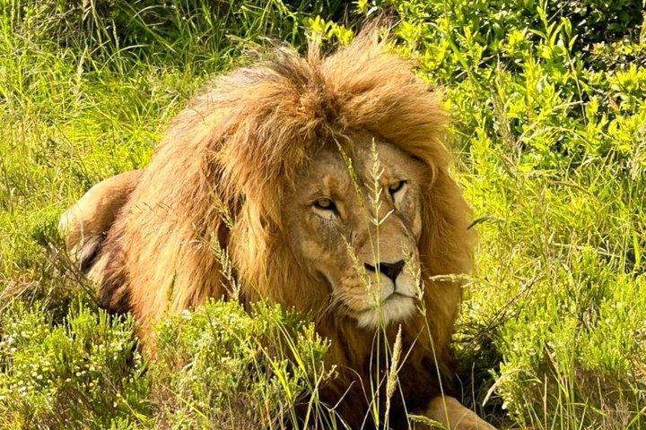 アドゾウ国立公園半日ガイド付きサファリ