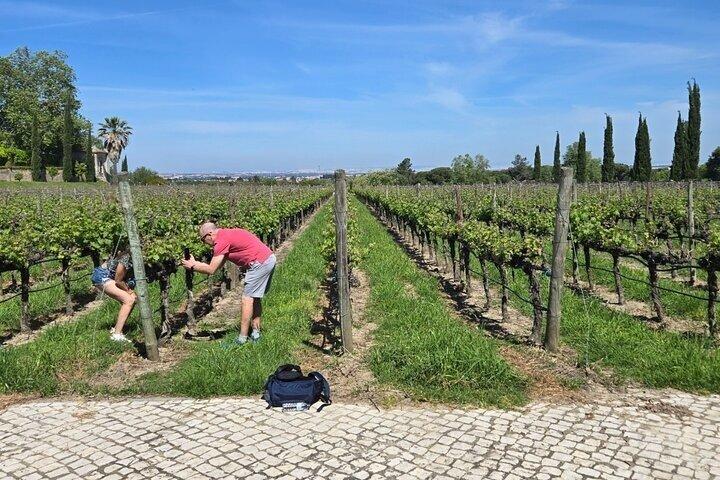 Private Tour mit Weinprobe mit regionalen Produkten und Besuch einer Fliesenfabrik.