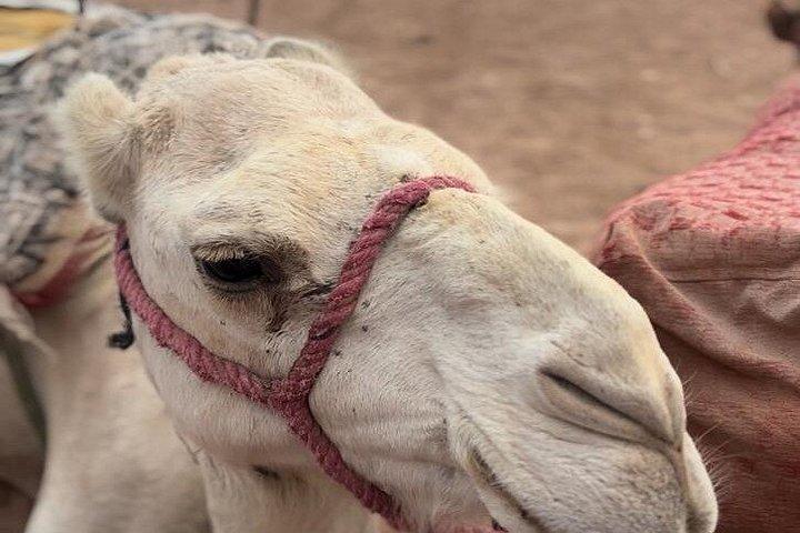 Marrakech Sightseeing Tour med biltransport