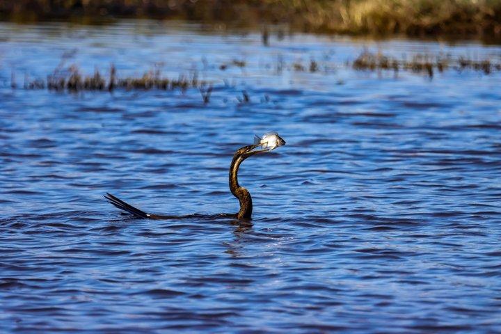 8 Days Moremi - Chobe Mobile Safari with Mukoro