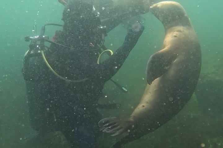 Private Diving Experience with Sea Lions in Punta Loma