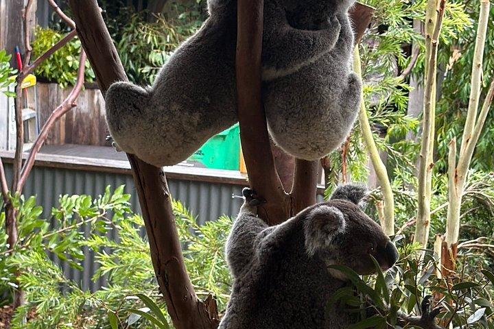 ブルーマウンテンズプライベートツアーシドニー動物園＆シーニックワールドインクルーシブ