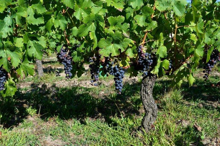 Legacy Luxury Experience på Bodegas Torres de Barcelona