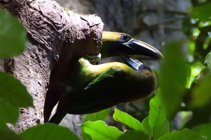 現地ナチュラリストガイド付きモンテベルデ野生動物発見ツアー