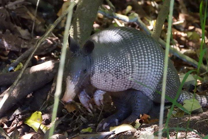 現地ナチュラリストガイド付きモンテベルデ野生動物発見ツアー