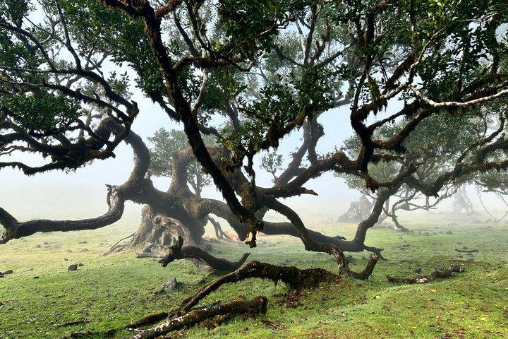 Visita guiada privada a la isla de Funchal Madeira 360°