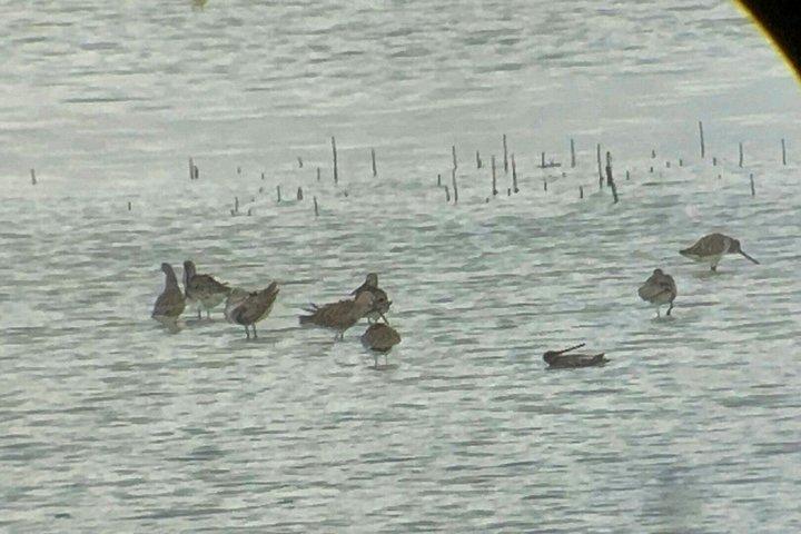 セブ島シュノーケリング&野生動物保護区からのオランゴ島日帰りツアー
