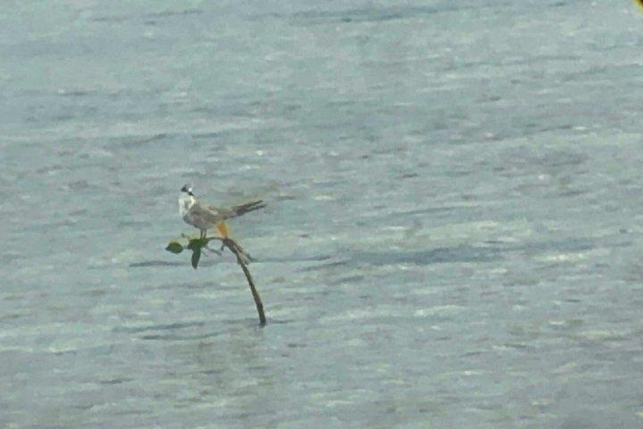 セブ島シュノーケリング&野生動物保護区からのオランゴ島日帰りツアー