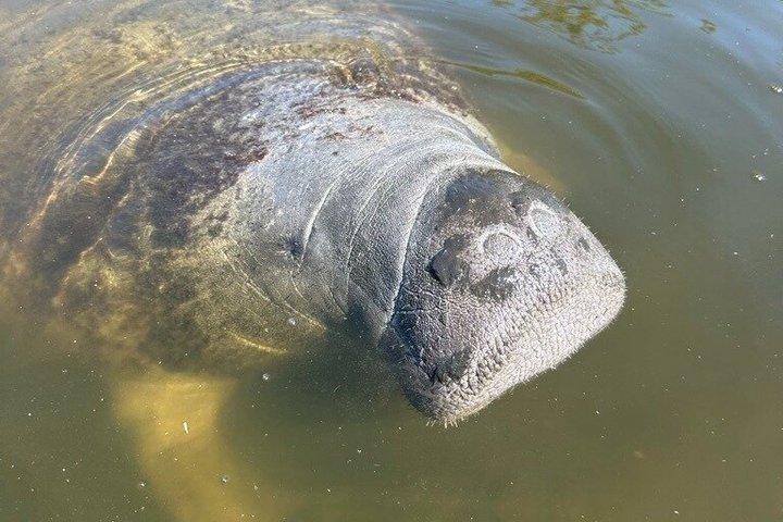 Manatee watching walking tour in Bradenton