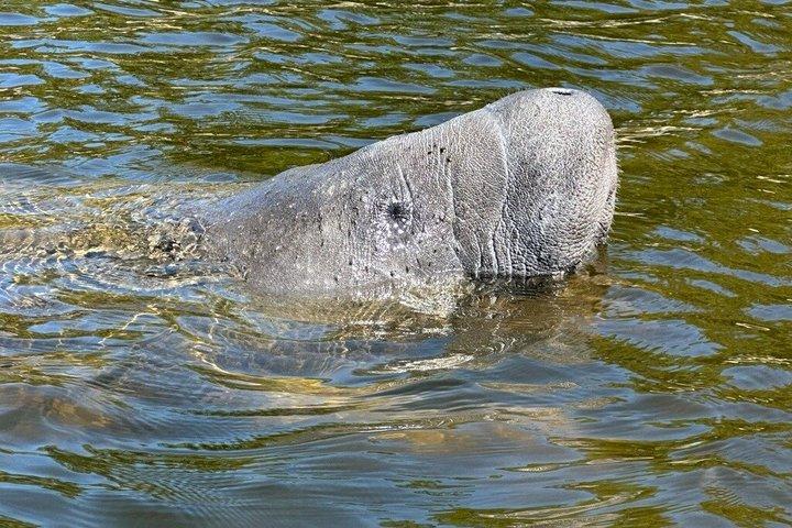 Manatee watching walking tour in Bradenton