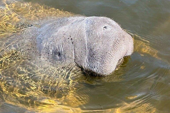 Esperienza di Manatee Watching con avvistamento garantito