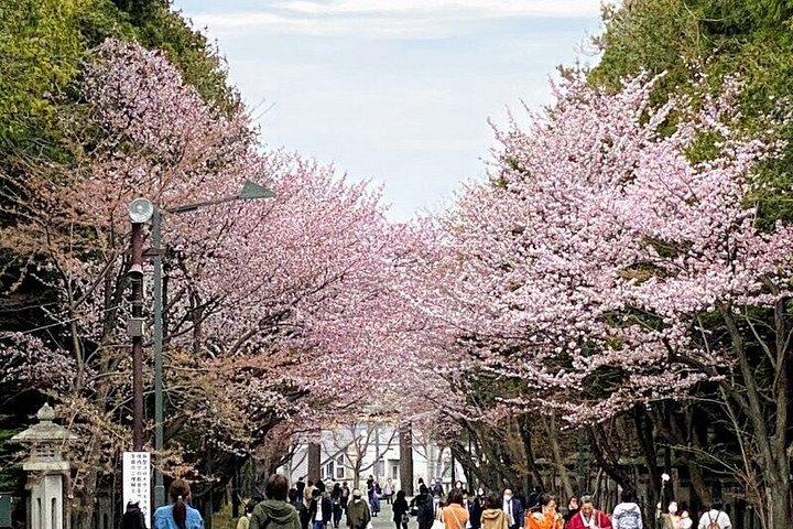 神威岬と白い恋人公園を巡る北海道日帰りツアー