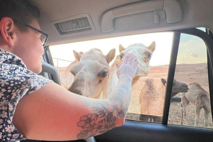 ワディバニハリド水泳と砂漠の夕日ウォッチング日帰り旅行
