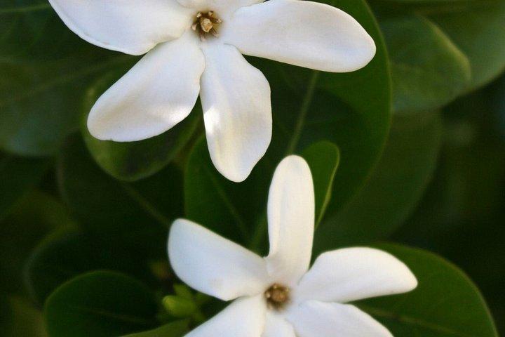 Shared 2 Hour Papeete Walking Tour