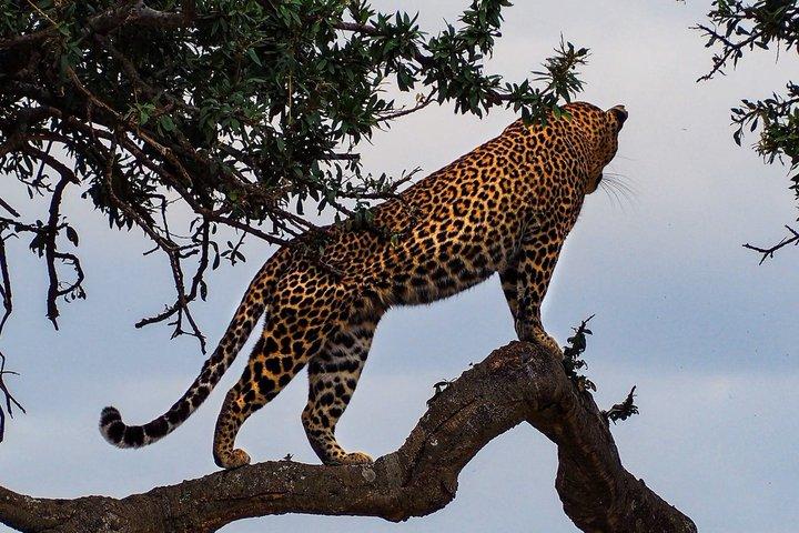 3 Días Safari Tsavo Este y Tsavo Oeste desde Diani Mombasa Watamu