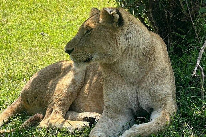 アベルダーレ 、ナクル湖、マサイマラサファリ5日間