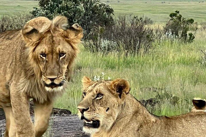 アベルダーレ 、ナクル湖、マサイマラサファリ5日間