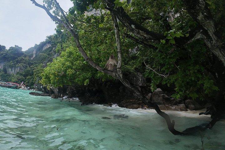Phi Phi Khai Islands Snorkeling By Premium Speedboat From Phuket